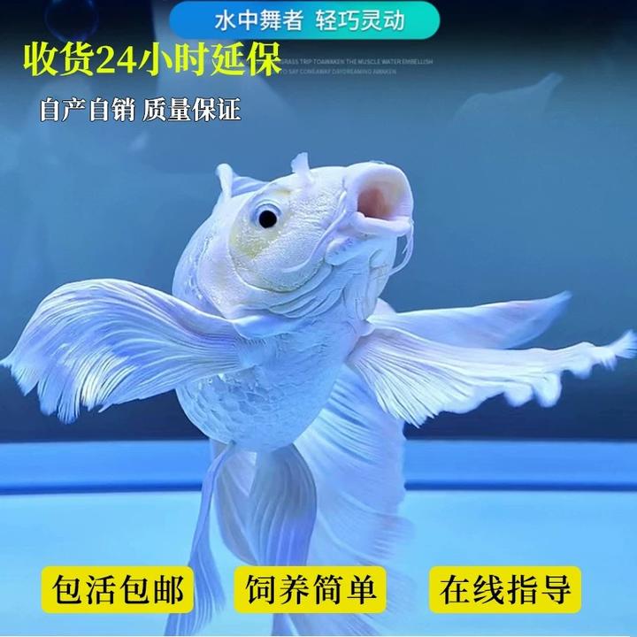 纯种普身蝴蝶鲤精品大鳍大尾球体饲养观赏鱼混养活体鱼苗养殖包邮