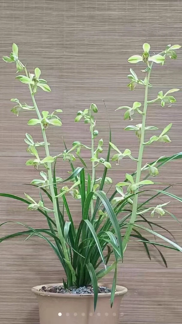 蕙兰老八种！大一品