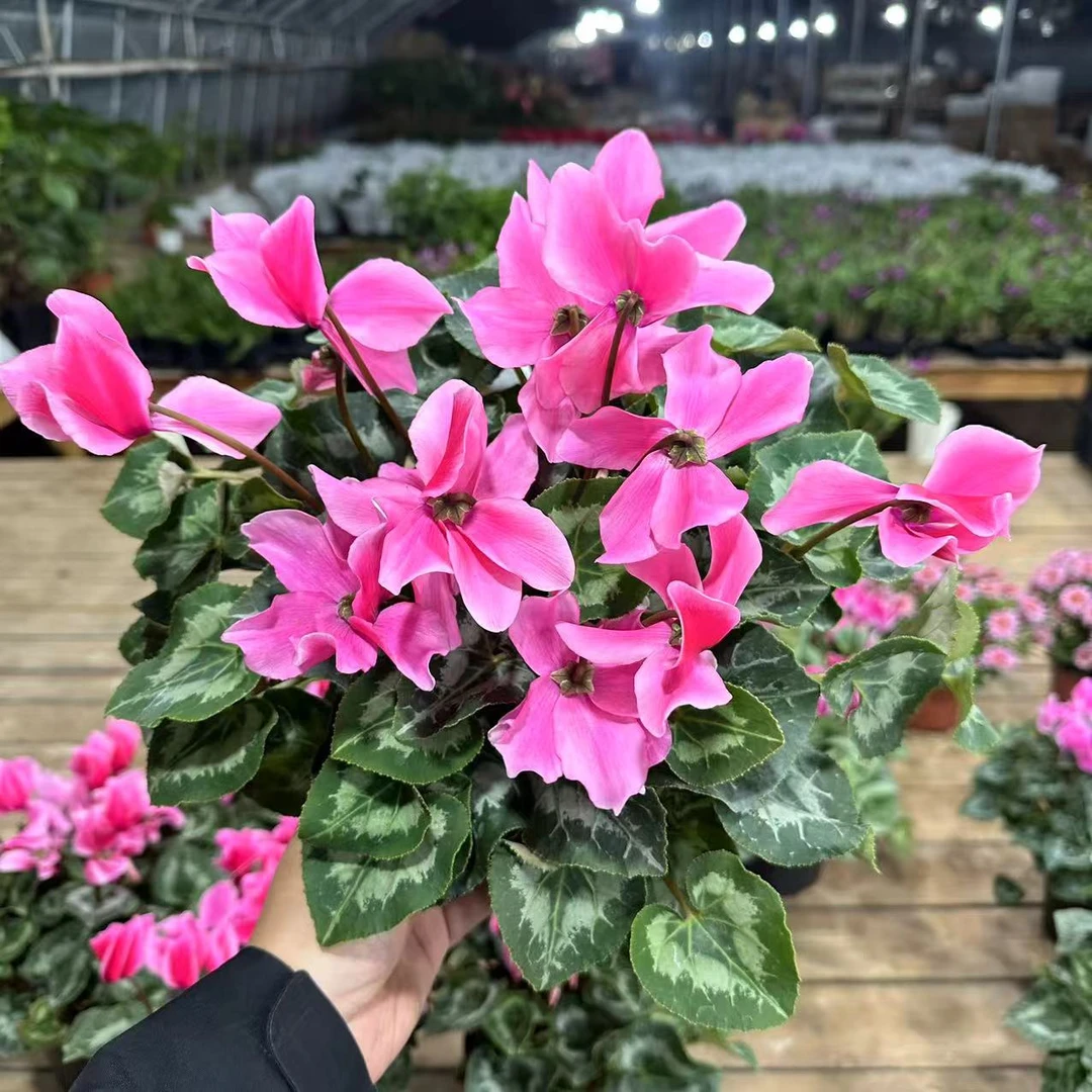 【胖胖】（樱花粉）F1代大花仙客来带花带花苞发货