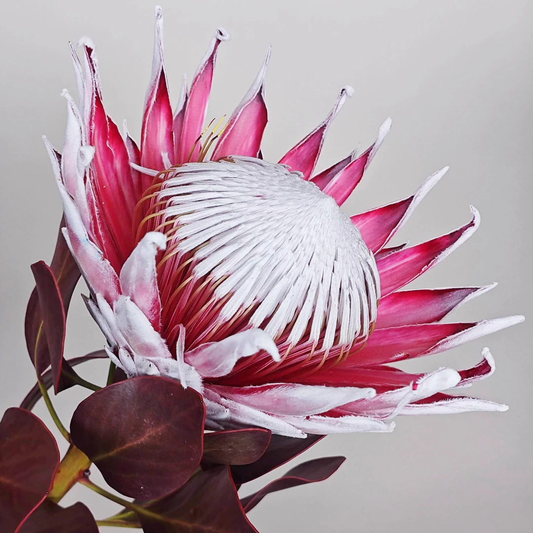 【定制吸色帝王花】南非进口花材帝王花玫红色橙色黄色蓝色紫色绿色