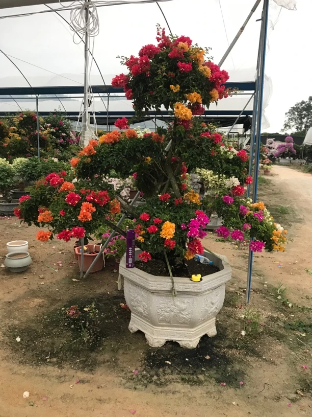 进口泰国五雀三角梅