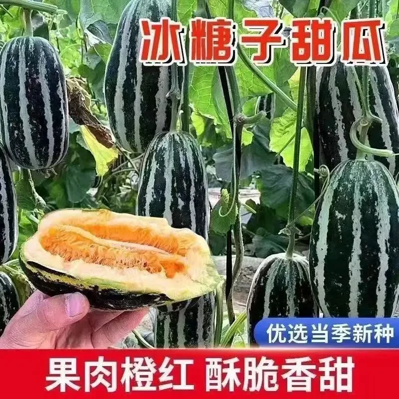 冰糖子甜瓜种子薄皮花皮香瓜种籽四季阳台庭院甜瓜种子超甜特大