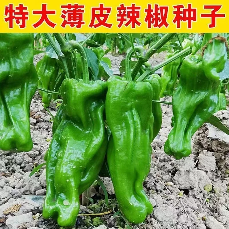 大果薄皮椒种子早熟高产皮薄质脆春秋季蔬菜种子虎皮椒微辣辣椒种