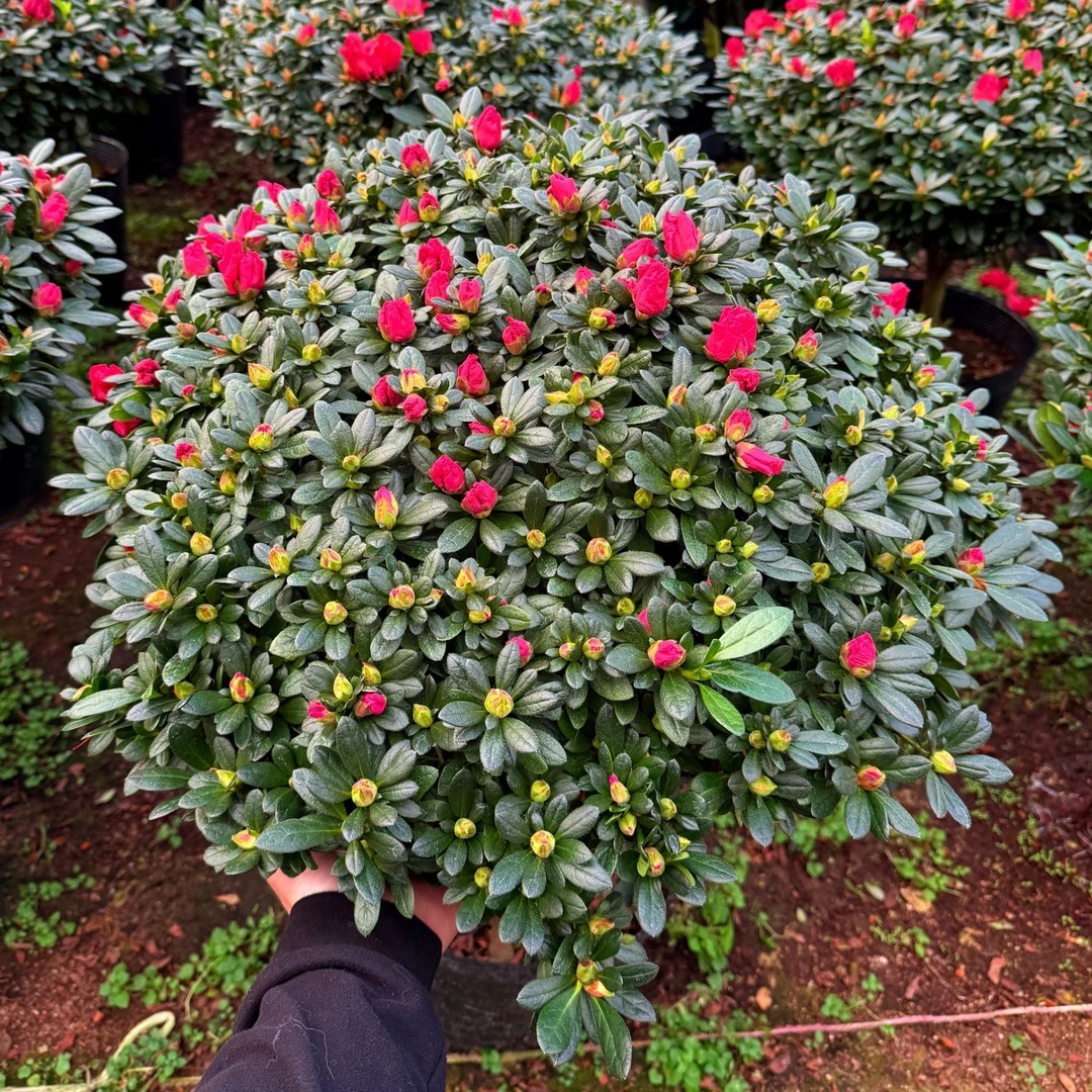 60冠幅杜鹃花带花苞室内盆栽年宵花庭院好养四季开花观花植物