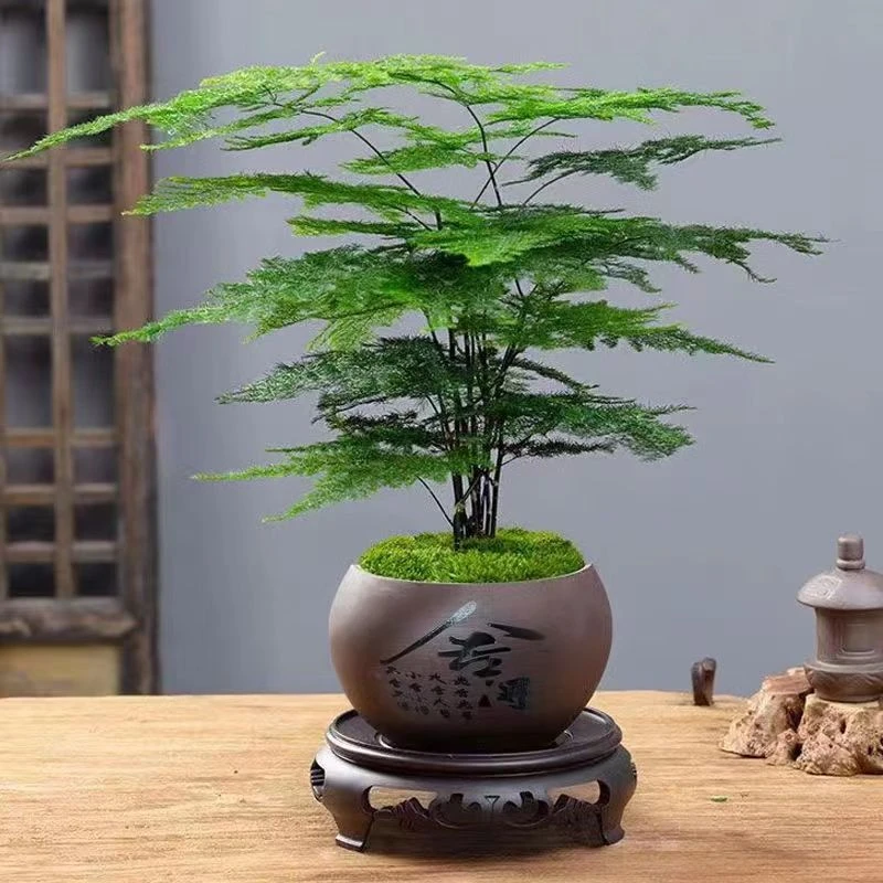 新疆包邮文竹盆栽盆景植物室内客厅花卉办公室桌面绿植好养四季常