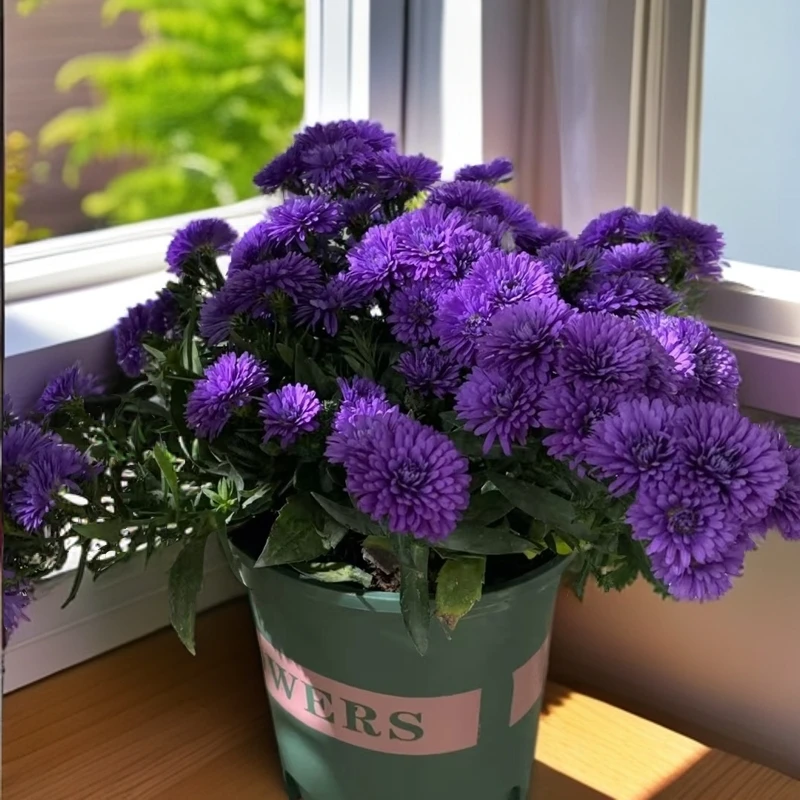 【重瓣紫色妖姬】菊花带盆四季开花耐寒花卉
