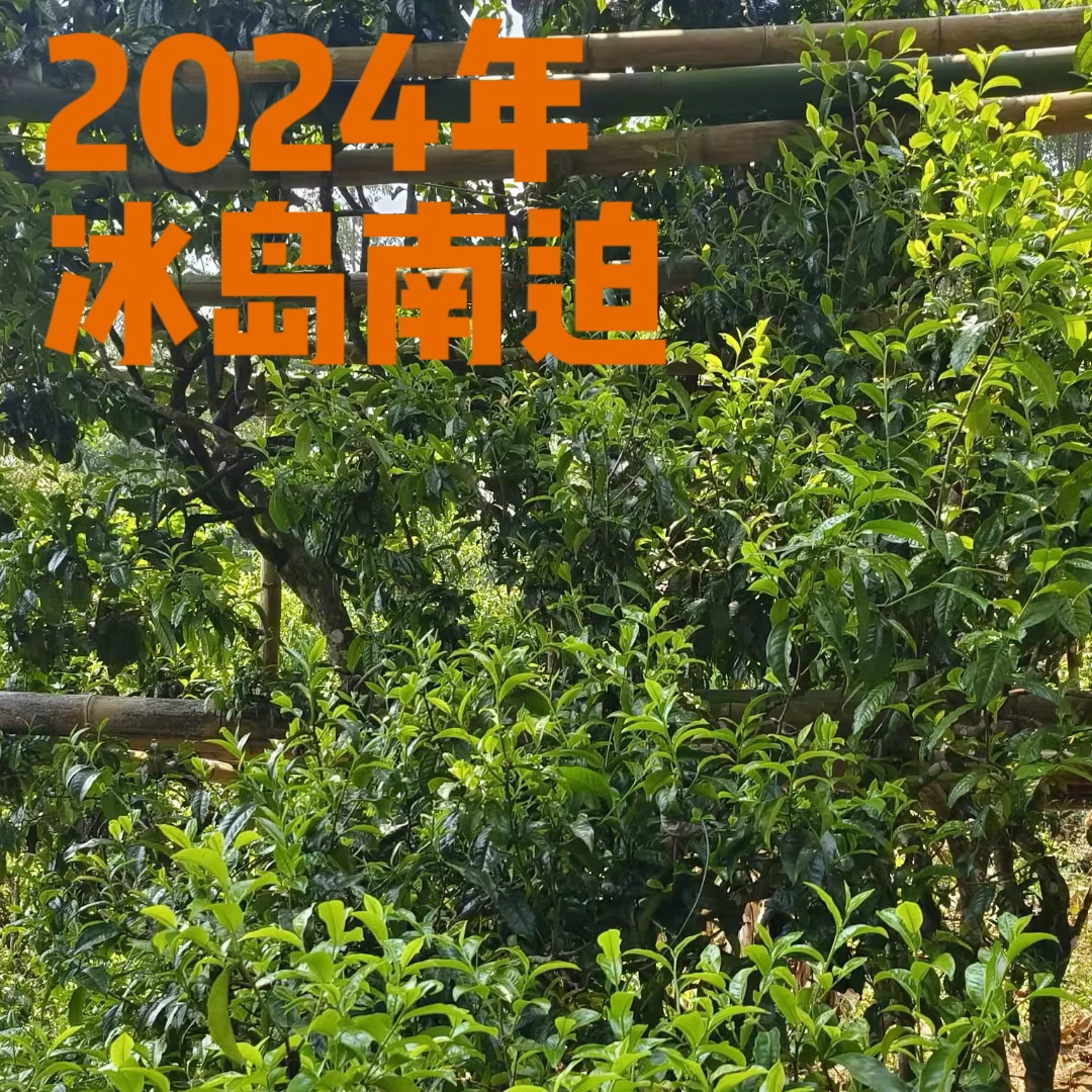 山夫堂2024年春茶冰岛南迫古树普洱散生茶