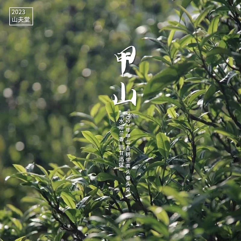 山夫堂【山夫子 】 甲山古树普洱头春生茶龙珠花香