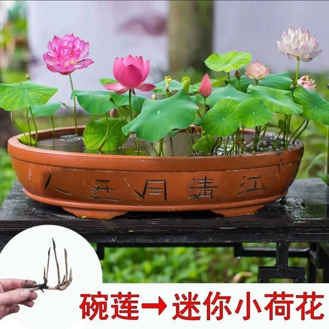 【正品保证】水培碗莲种子盆栽水养无土水培莲花四季开花室内荷花