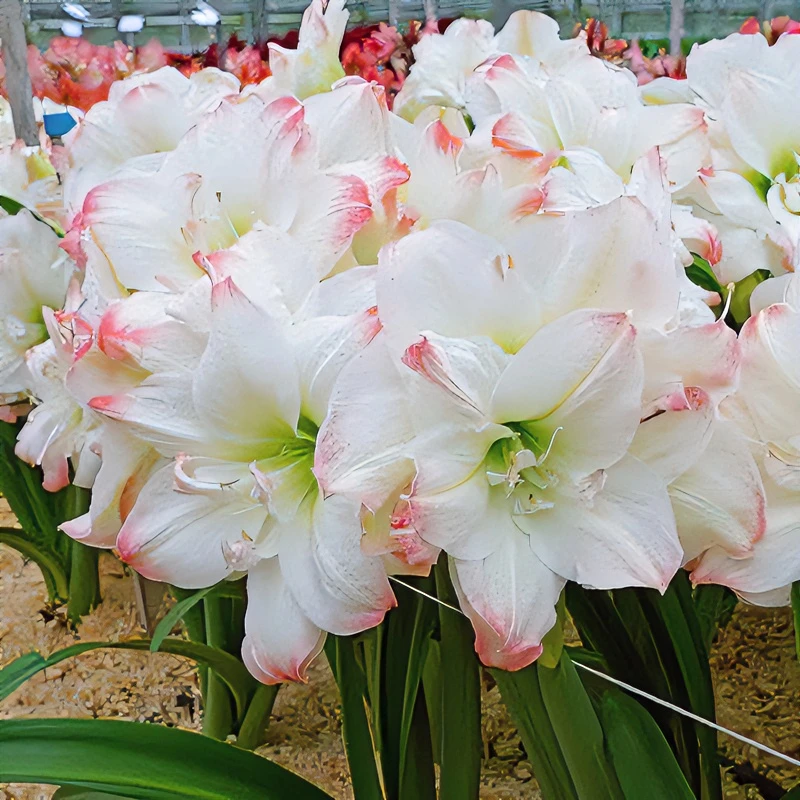 【侧芽混球5颗】 包邮 朱顶红种球