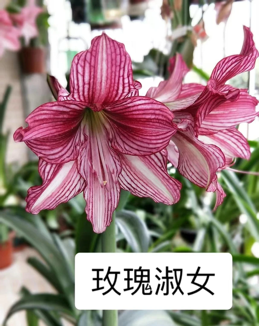 【玫瑰淑女】 包邮 二胖花园 朱顶红种球