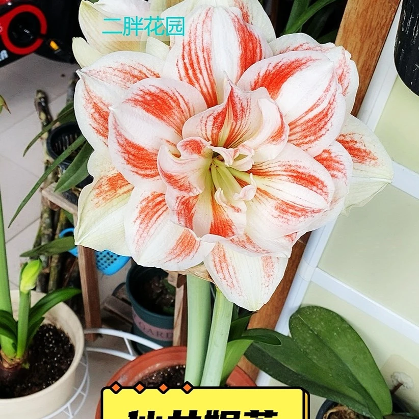 【仙女/妮芙】 包邮 二胖花园 朱顶红种球