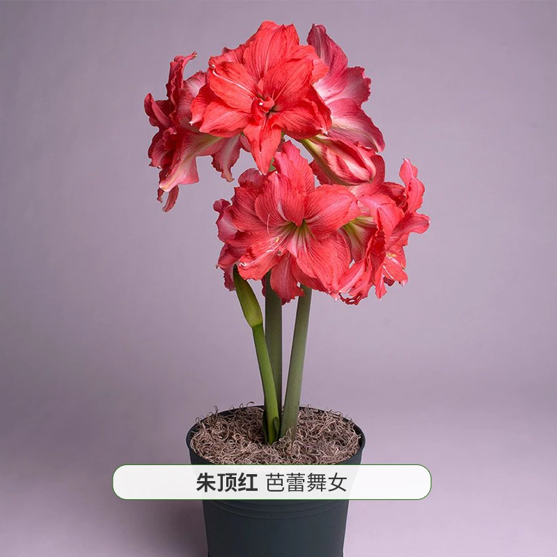 【芭蕾舞女】 包邮 二胖花园 朱顶红种球