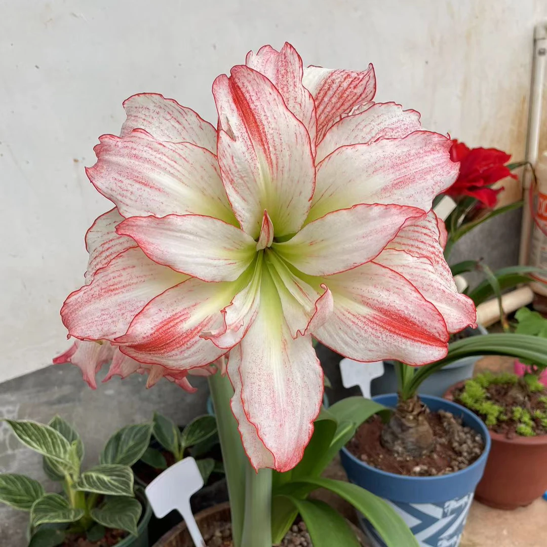 【爱神】 包邮 二胖花园   朱顶红种球