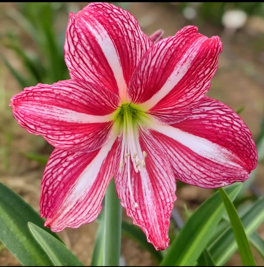 【白肋响尾蛇】 包邮 二胖花园   朱顶红种球