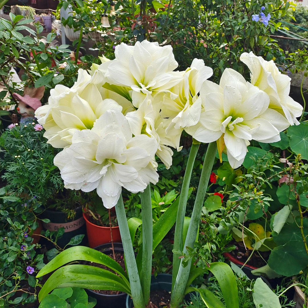 【阿弗雷】 包邮 二胖花园 朱顶红种球