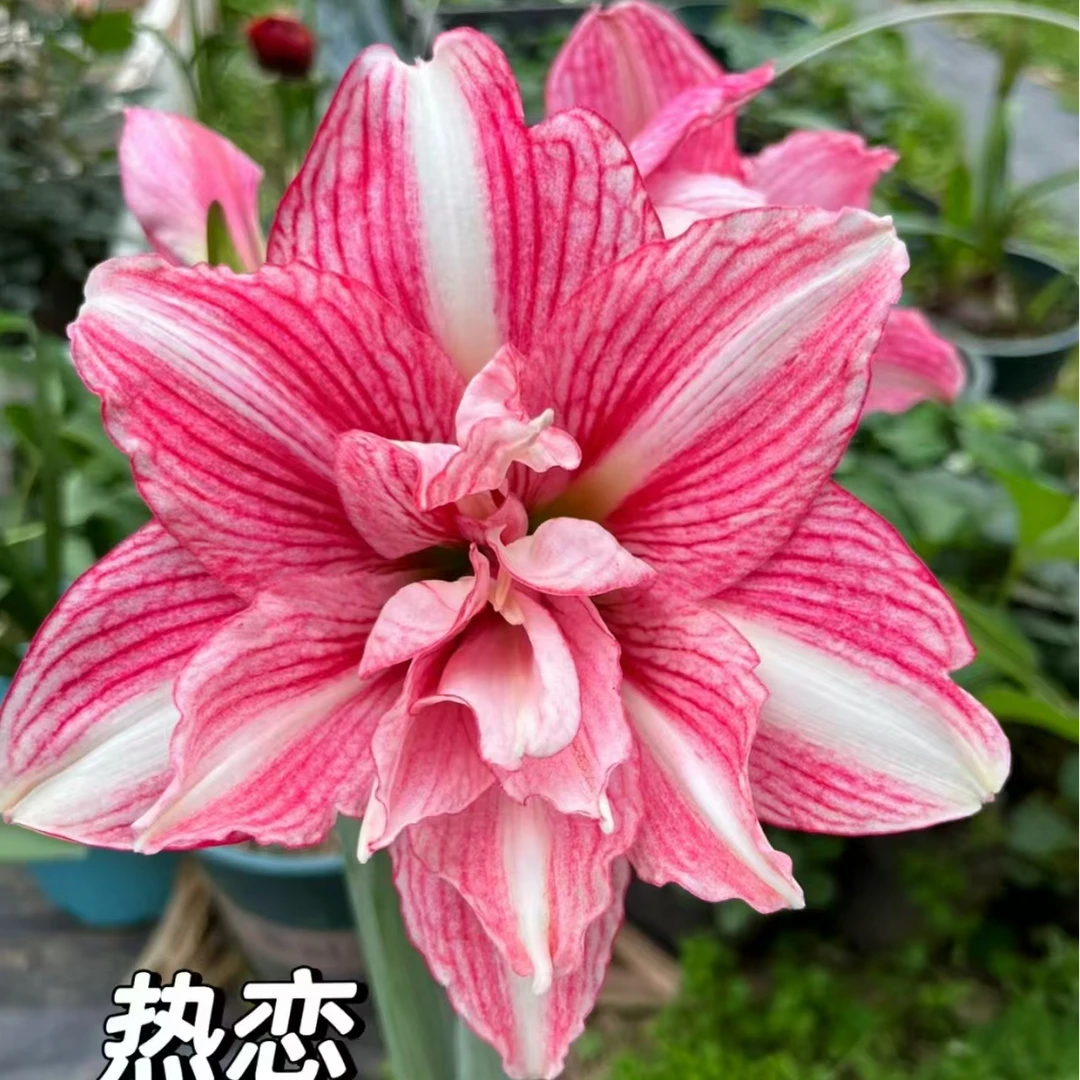 【白肋热恋】 包邮 朱顶红种球 自然球