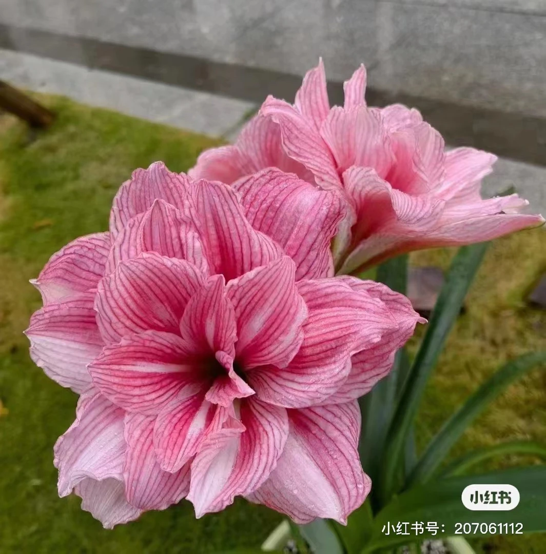 【孤宝仙子】 包邮 二胖花园   朱顶红种球 自然球