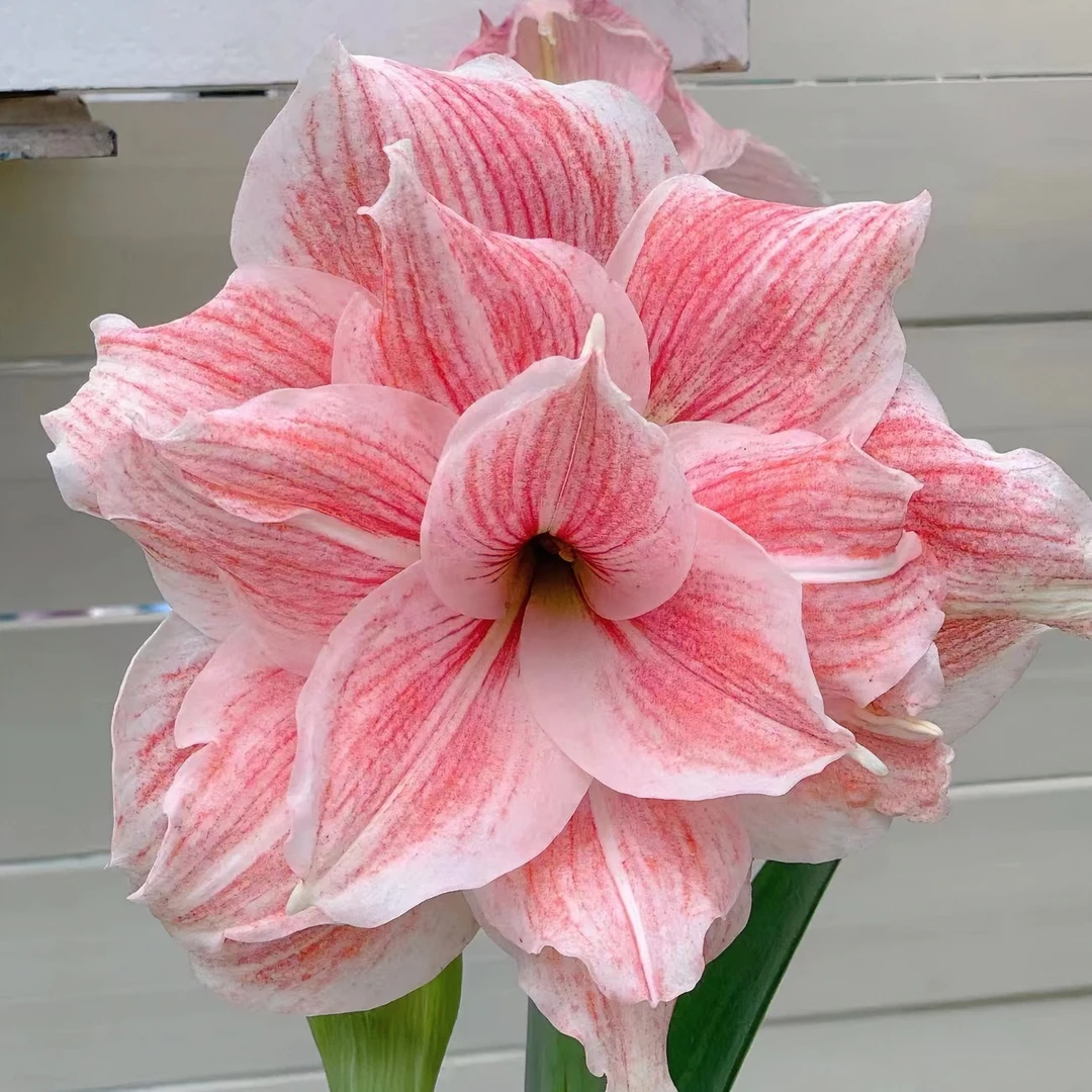 【初恋】 包邮 二胖花园 朱顶红种球