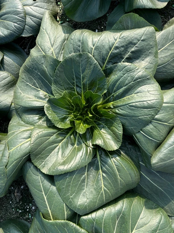 如皋搬经露天霜打新鲜黑塌菜5斤包邮