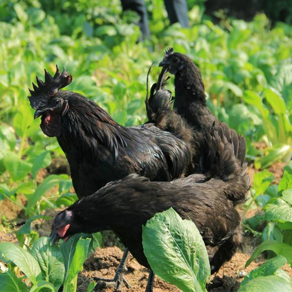 农家散养新鲜椒麻鸡 2.2斤以上 送调料 顺丰邮寄 包冰率10%以内