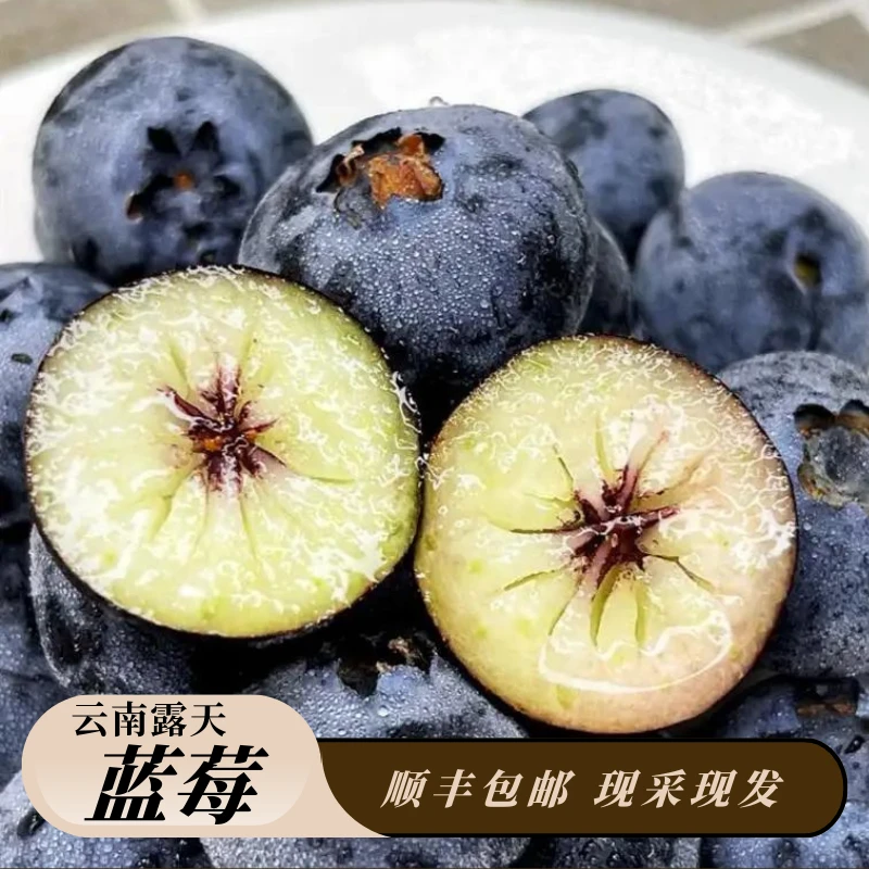【顺丰空运】云南澄江露天种植蓝莓现采现发