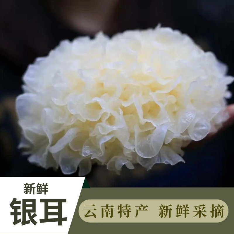 云南特产新鲜银耳现采现发