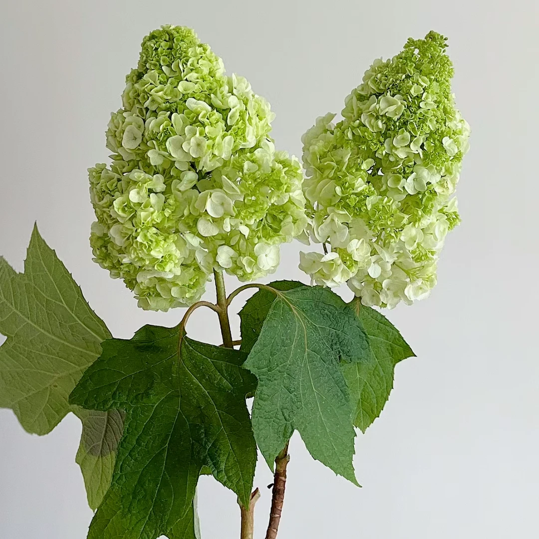 【花野家】栎叶绣球 和声 绣球庭院阳台种植盆栽