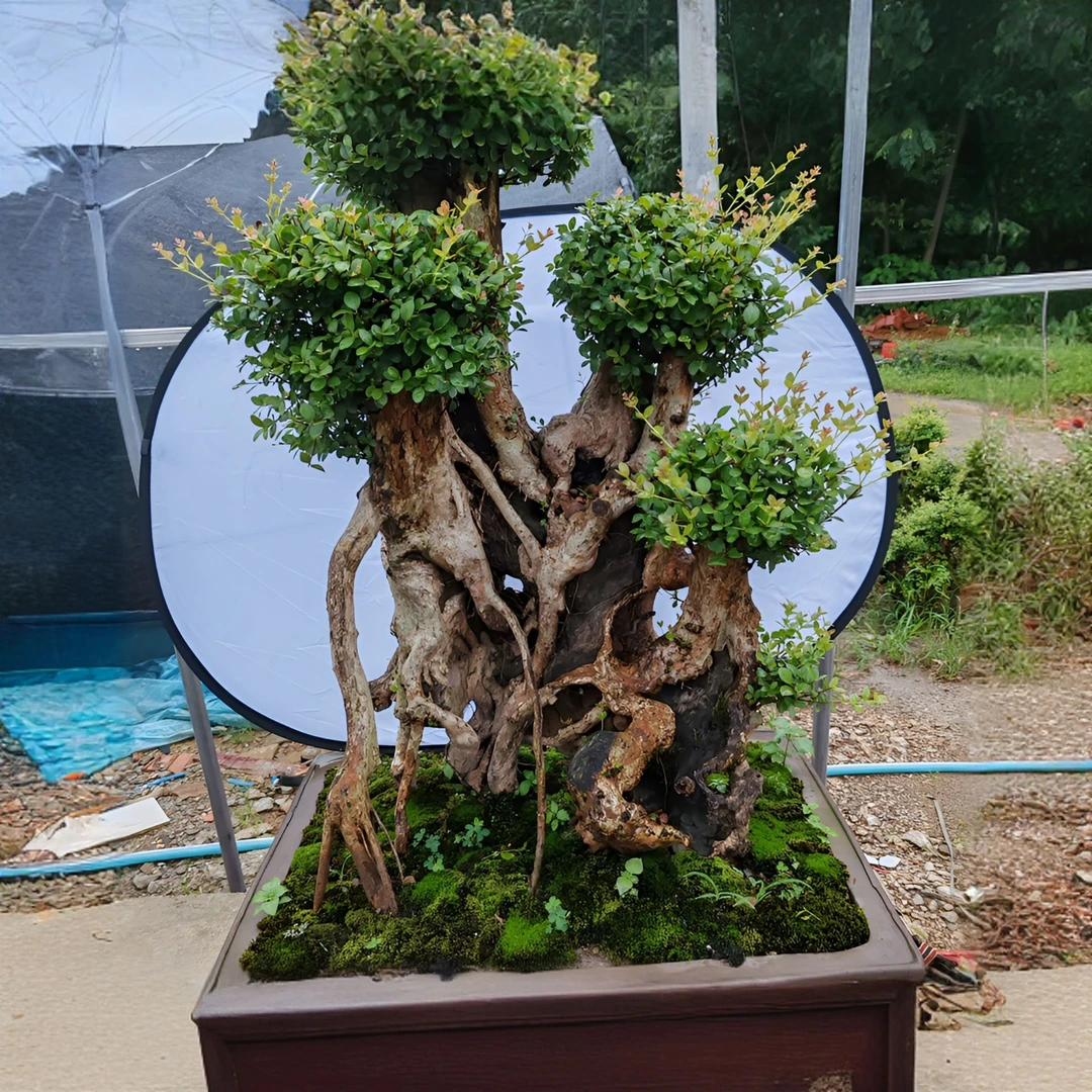 原生态老桩老鸦柿赤楠金枝玉叶水杨梅紫薇花盆景盆栽美观又独特