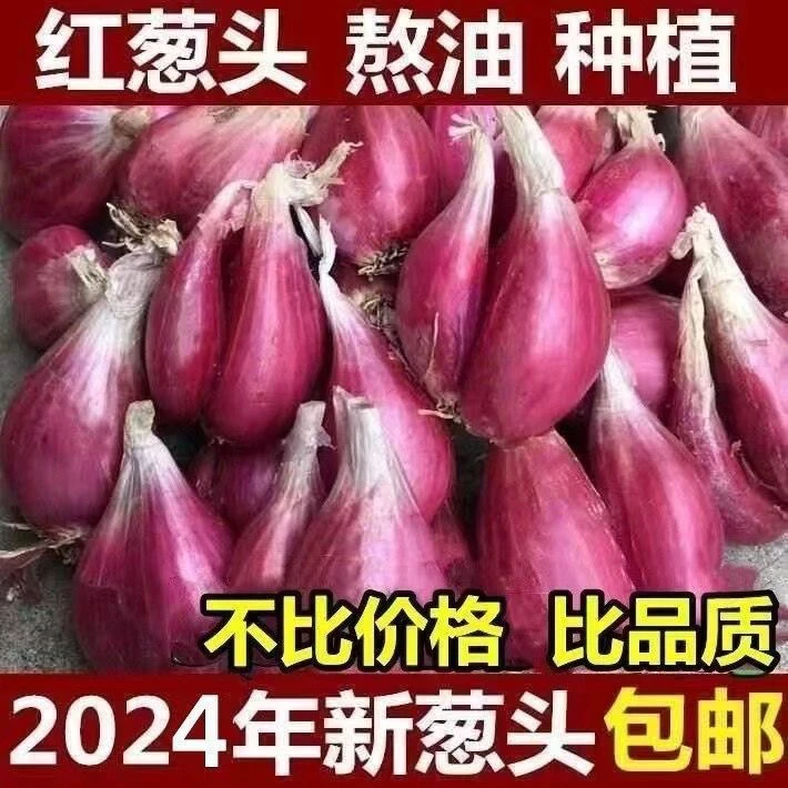 2024红葱头盆栽蔬菜干小葱头火葱香葱头红葱头四季种植