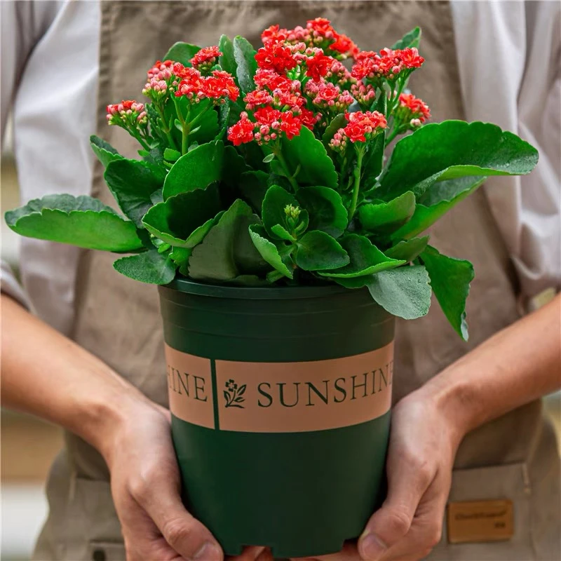 重瓣长寿花盆栽室内室外阳台庭院好养开花植物云南盆栽基地直发