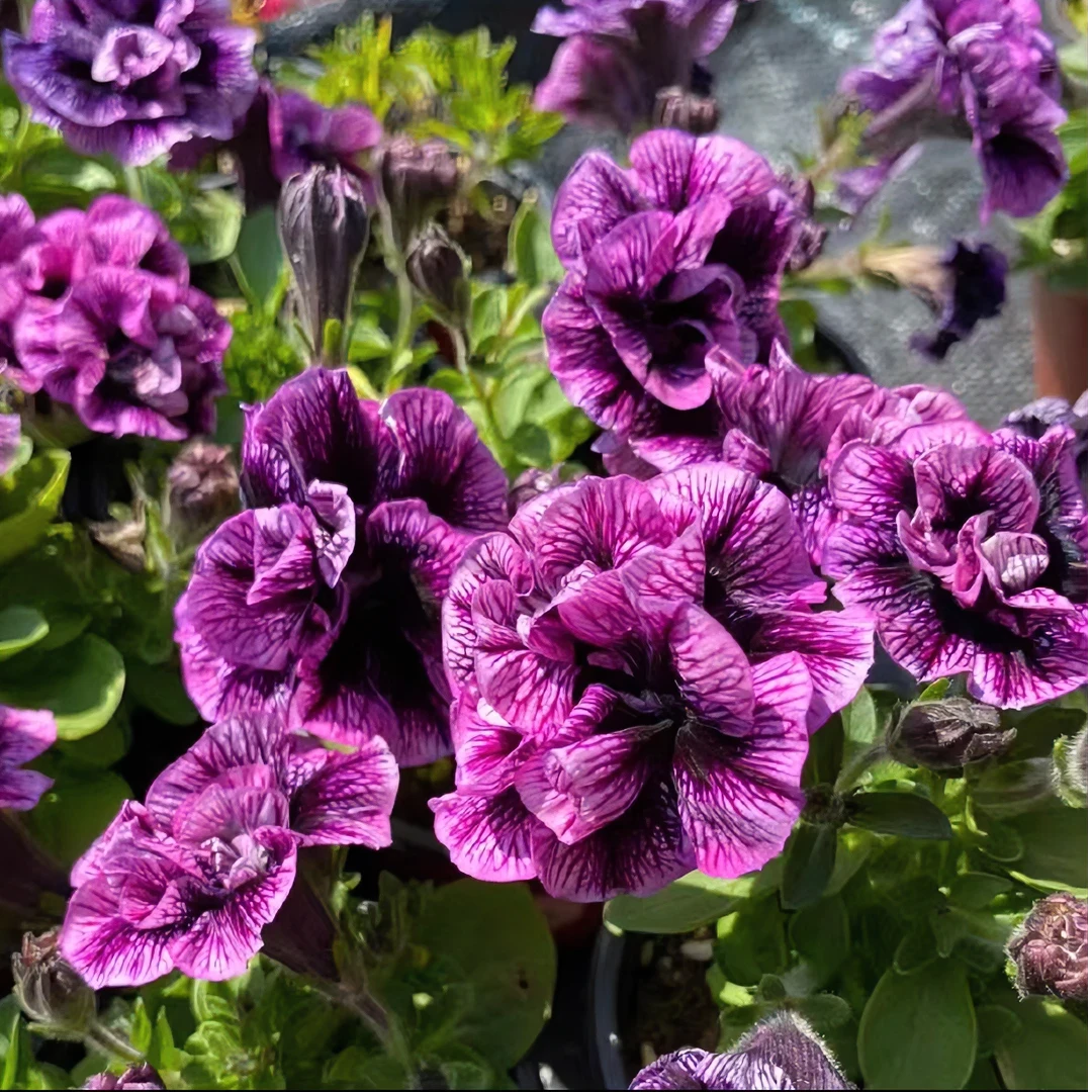 重瓣矮牵牛盆栽室内室外阳台庭院好养开花植物云南盆栽基地直发