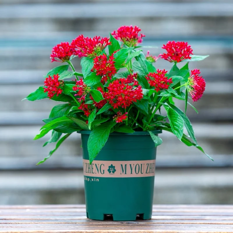 红色繁星花五星花室内室外阳台庭院好养开花植物云南盆栽基地直发