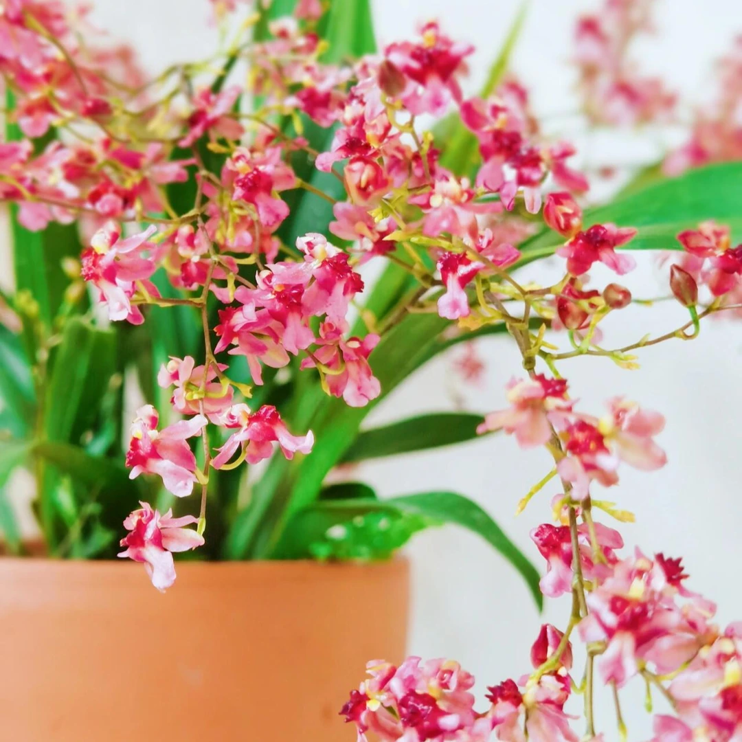 【满堂红梦香兰】室内兰花名贵好养开花绿植物盆栽基地直发