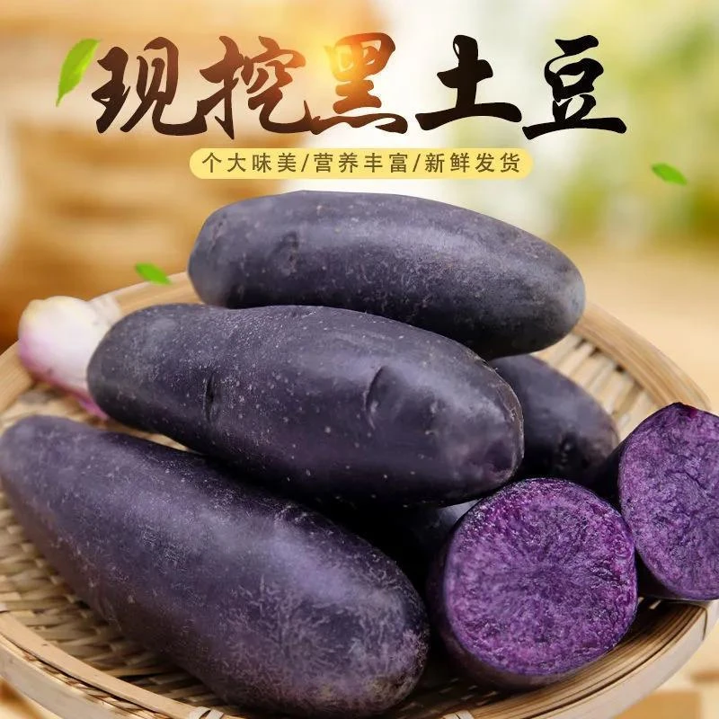 【新鲜现挖】紫色土豆黑土豆黑金刚土豆紫色乌洋芋马铃薯黑美人土豆
