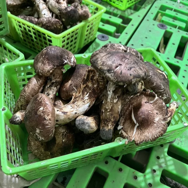【大头煲汤松茸】云南香格里拉新鲜松茸野生菌大头煲汤松茸500g250g