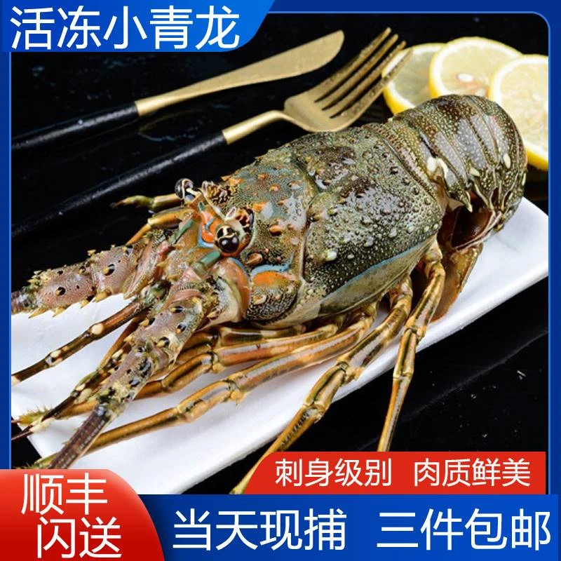 【顺丰包邮】新鲜小青龙鲜活速冻海捕大龙虾连云港海鲜澳洲青龙虾