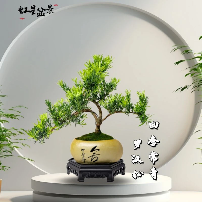 游龙罗汉松造型树室内客厅阳台庭院高端盆栽绿植观赏四季
