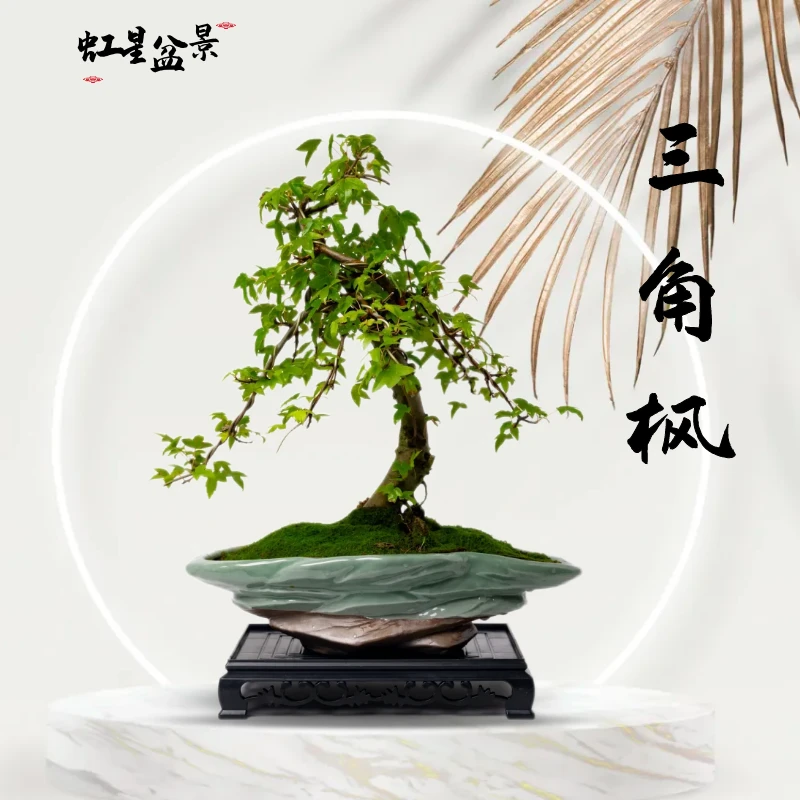 虹星盆景三角枫庭院观赏美观好养护室内书房高档造型绿植盆栽