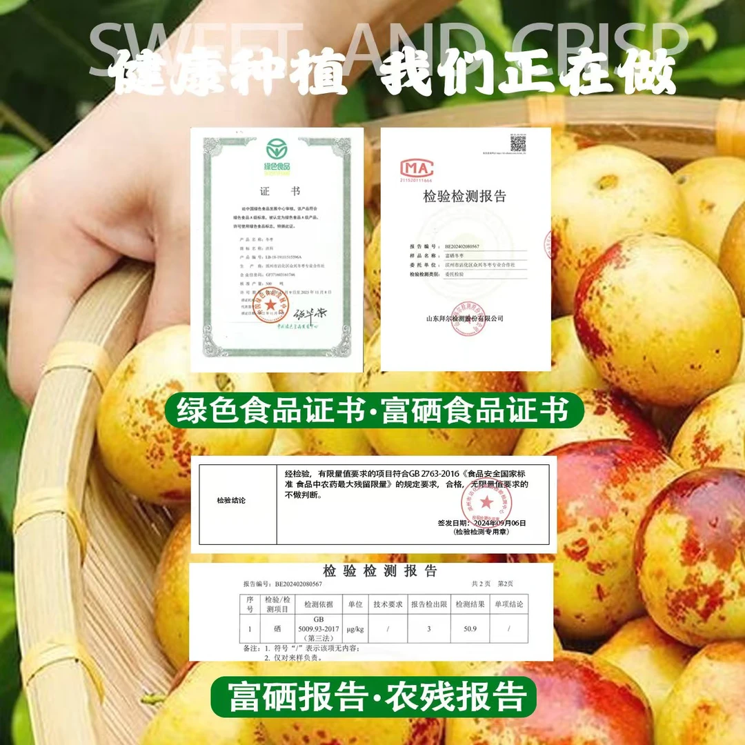 沾化冬枣正宗沾化冬枣爱心好物爽口好吃肉厚香甜细嫩健康