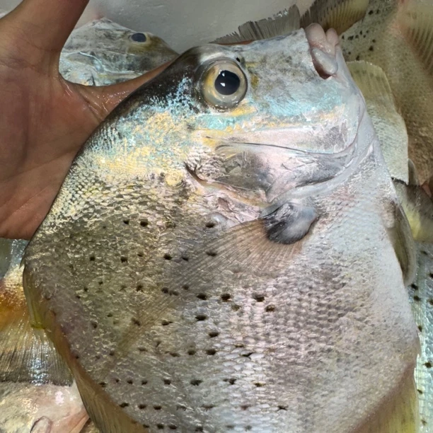 广东野生海捕鸡笼鲳