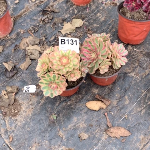 月**头倾城手捧B131-1111