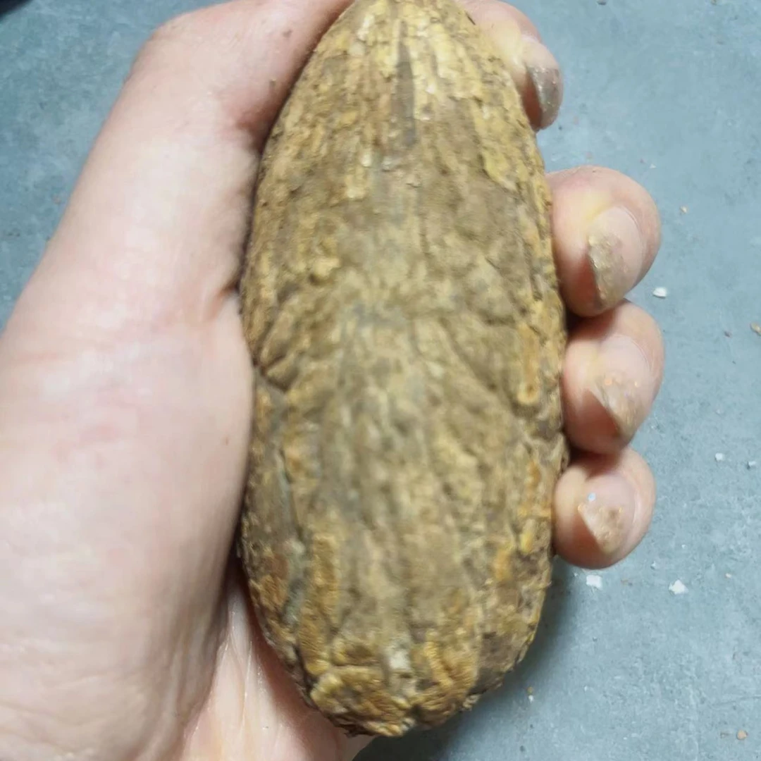 千眼【老树果】果王手把件