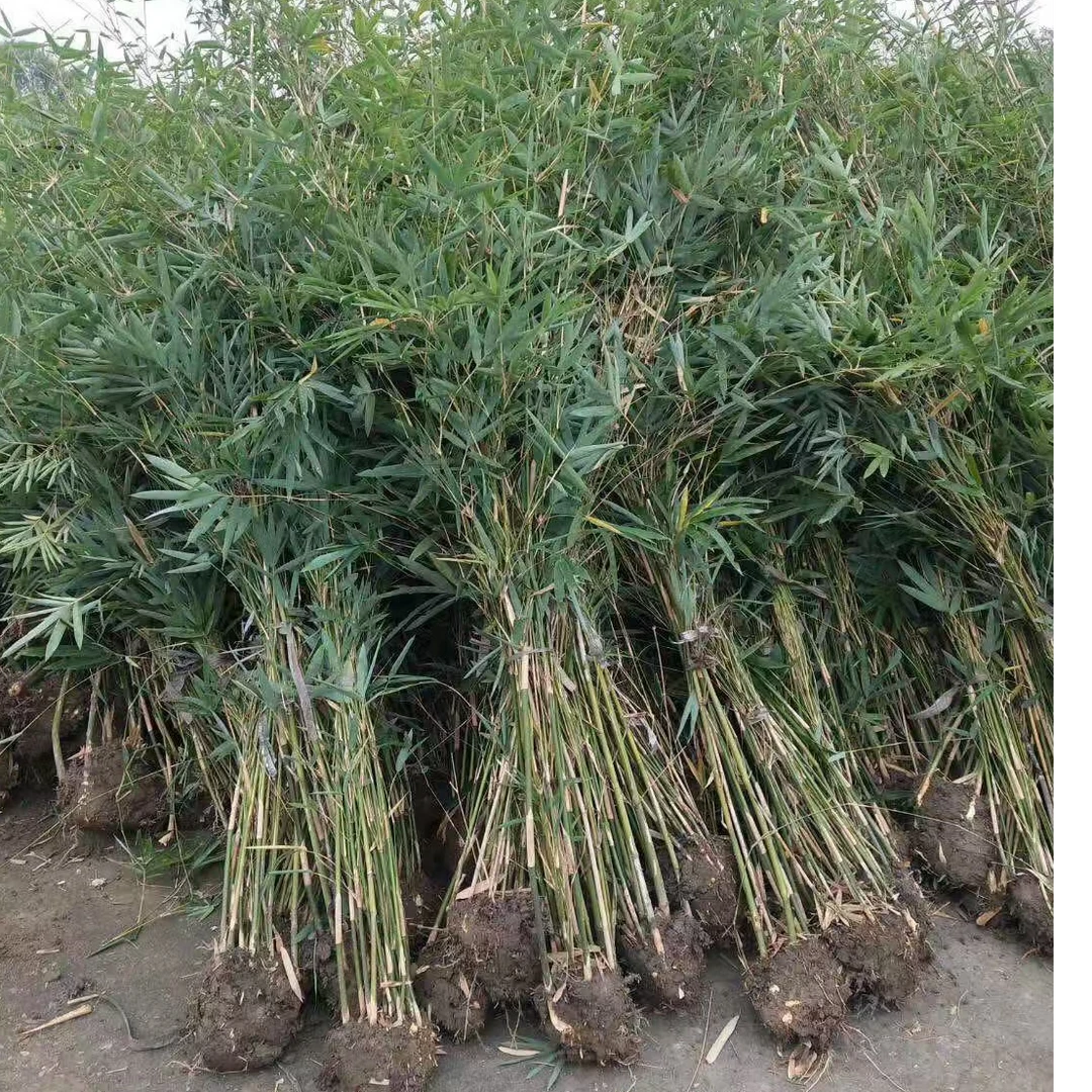 慈孝竹（一物一拍)