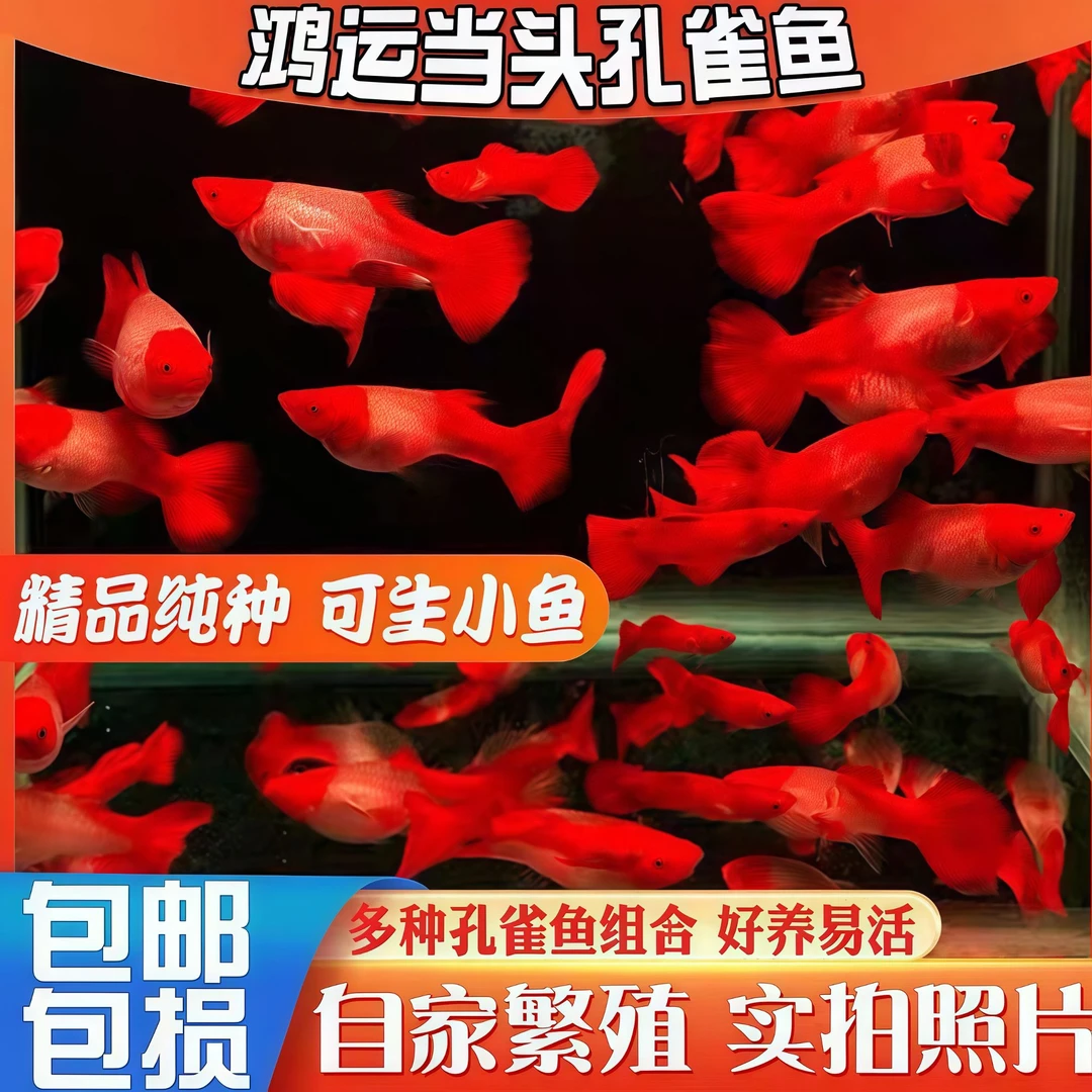 【精品鸿运当头孔雀鱼】热带观赏鱼大尾巴精品孔雀鱼活鱼凤尾鱼耐养