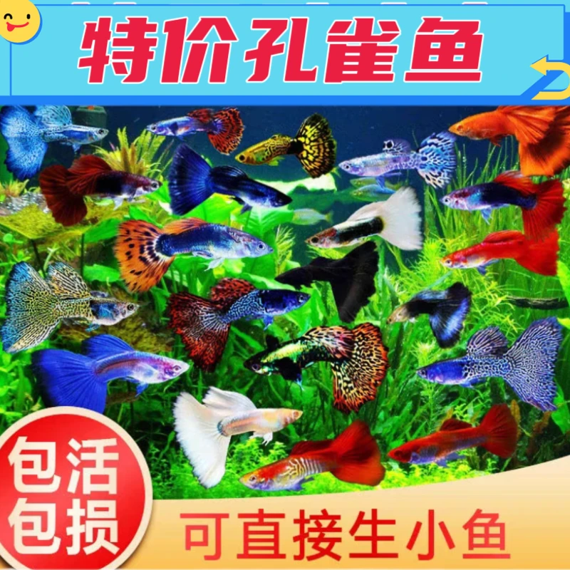 【13.8米套餐10条孔雀鱼】精品孔雀鱼热带观赏鱼小型鱼鱼缸造景养鱼