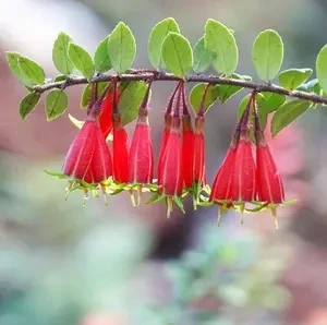 红花米叶五翅莓、吊金钟。