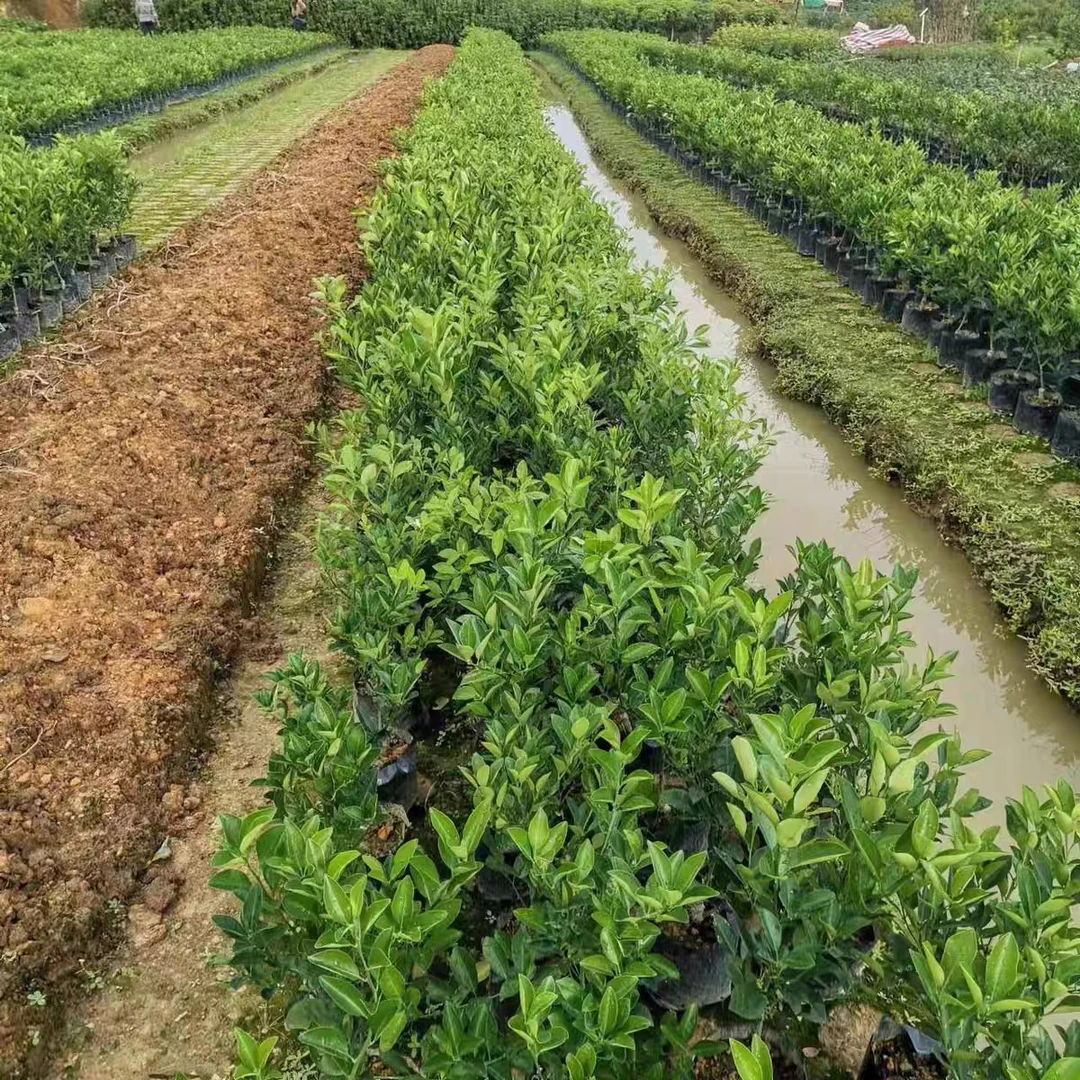 一物一拍盆栽脆皮金