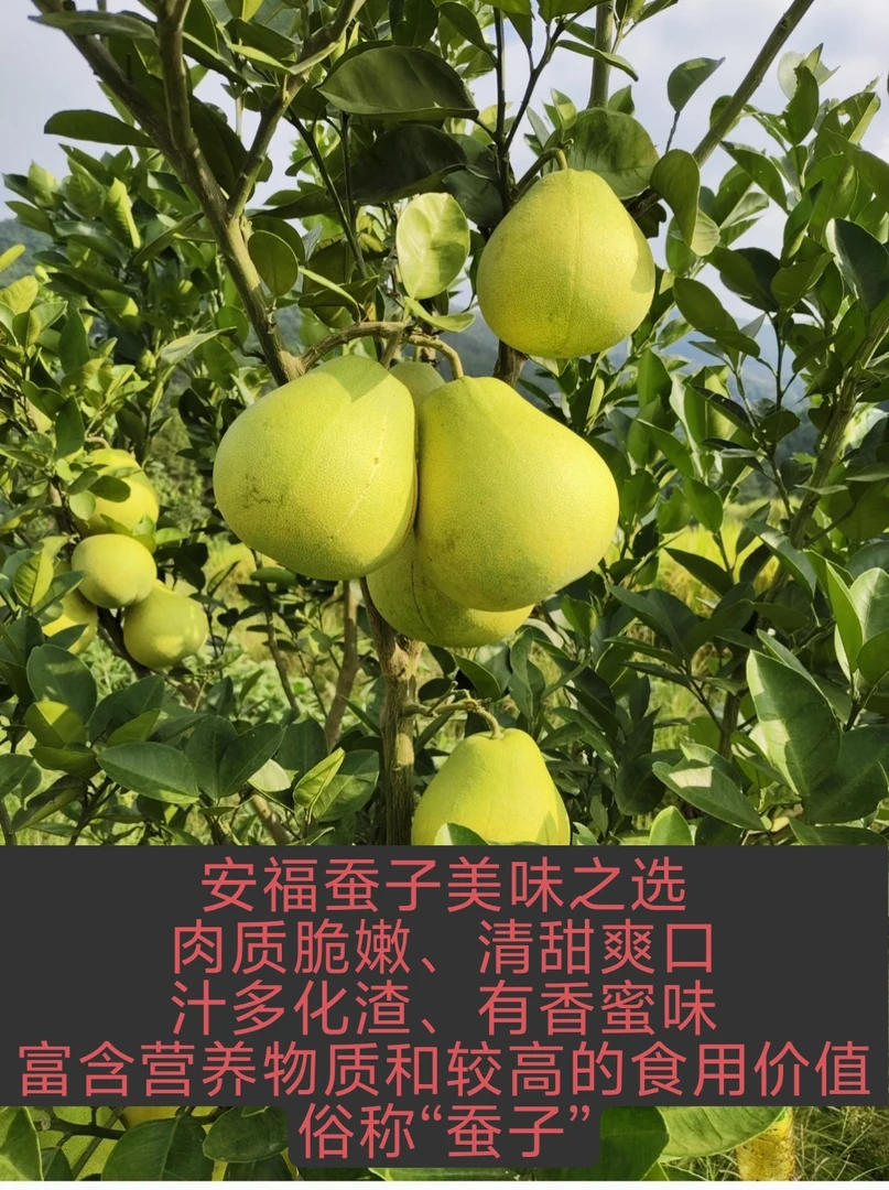 江西特产安福蚕子正宗安福金兰柚老树柚子自家果园现摘现发