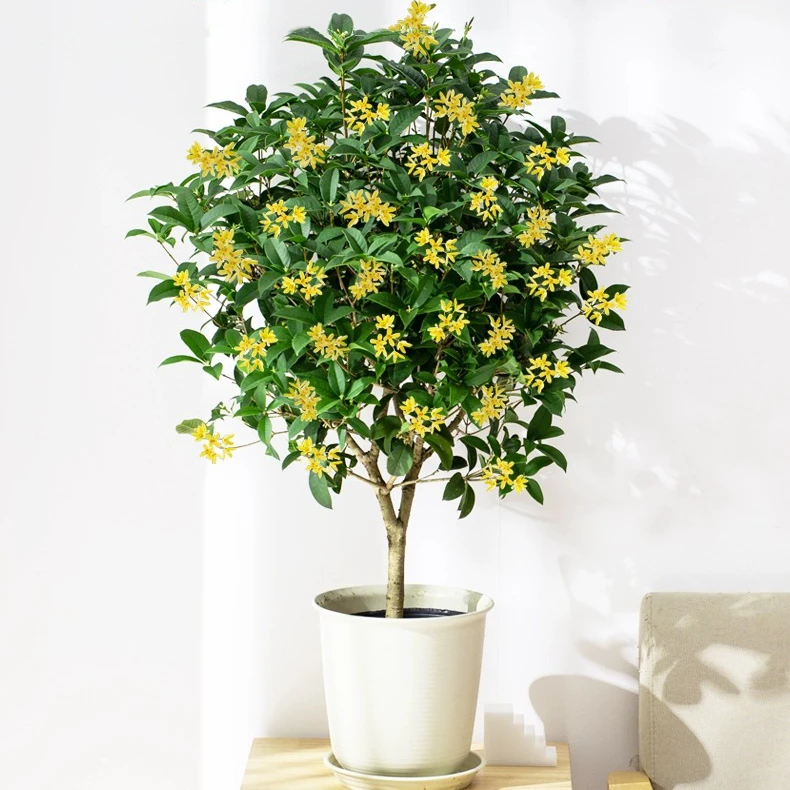 四季桂花盆栽桂花树苗四季开花月桂室内阳台浓香好养花卉植物